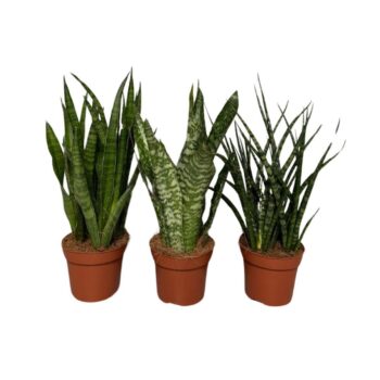 Sansevieria Cylindrica mix deluxe 3 species