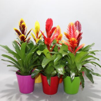 Vriesea Sensation Coco Gemengd