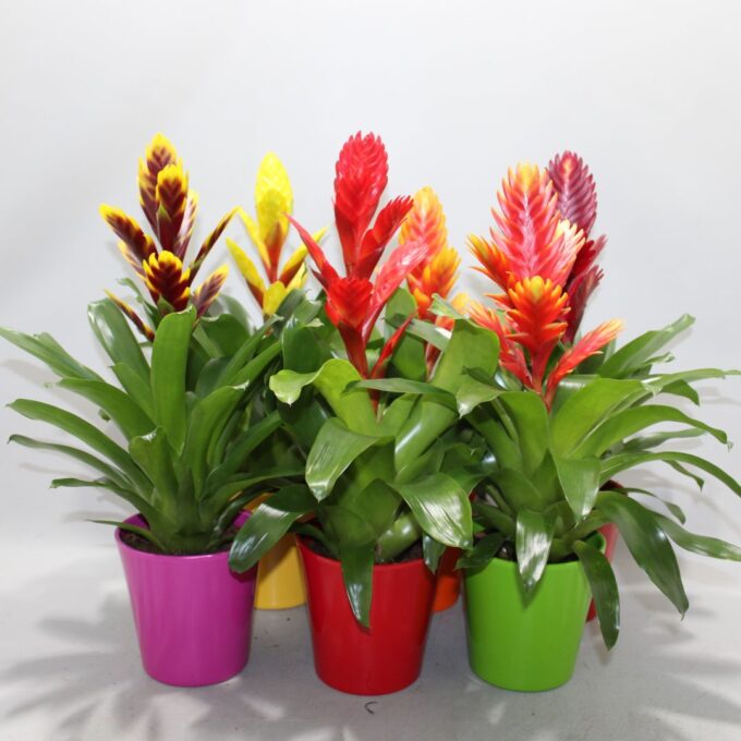 Vriesea Sensation Coco Gemengd