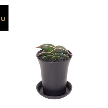 Sansevieria Almond Silver Sweet in sierpot