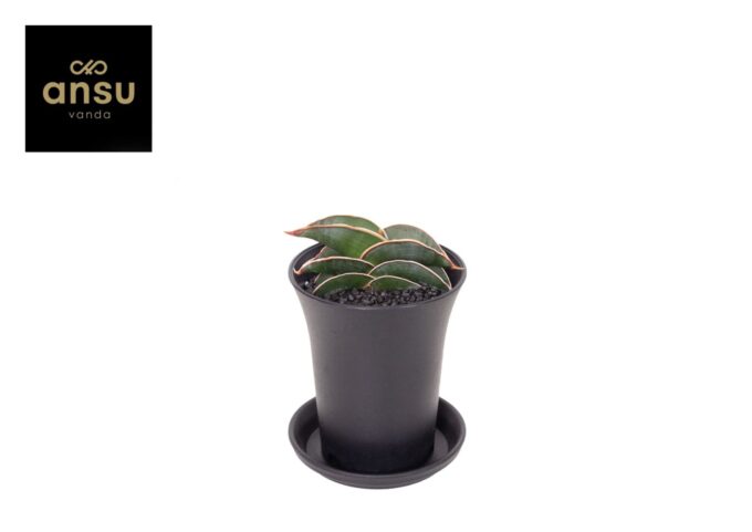 Sansevieria Almond Silver Sweet in sierpot