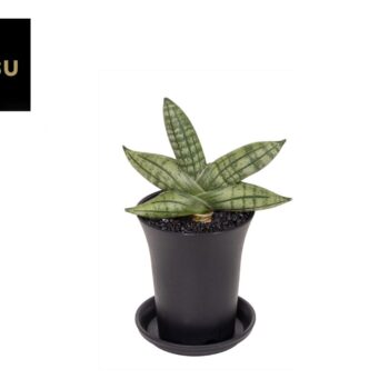 Sansevieria Inti Mini No. 5 in sierpot