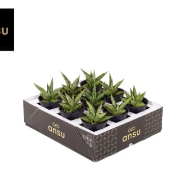 Sansevieria Comet Canoe No. 1 in sierpot