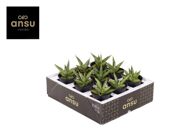 Sansevieria Comet Canoe No. 1 in sierpot