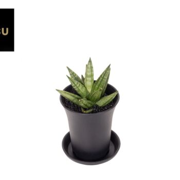 Sansevieria Inti Mini No. 2 in sierpot