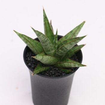 Sansevieria Comet Canoe No. 2 in sierpot