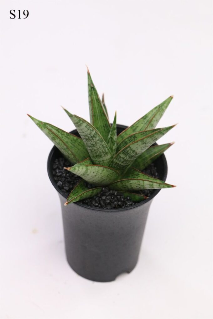Sansevieria Comet Canoe No. 2 in sierpot