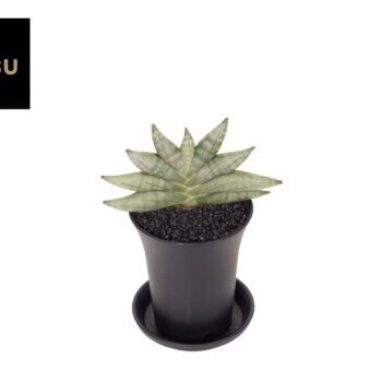 Sansevieria Inti Mini No. 3 in sierpot