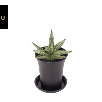 Sansevieria Inti Mini No. 4 in sierpot