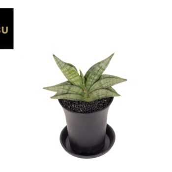 Sansevieria Inti Mini No.1 in sierpot