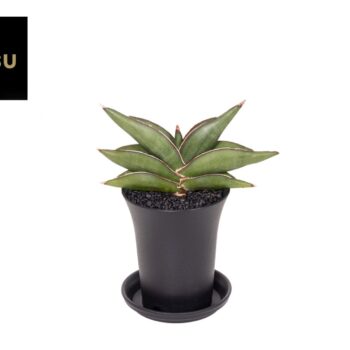 Sansevieria Almond Jade No. 4 in sierpot