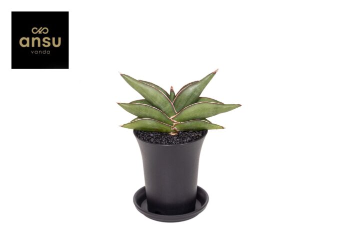 Sansevieria Almond Jade No. 4 in sierpot
