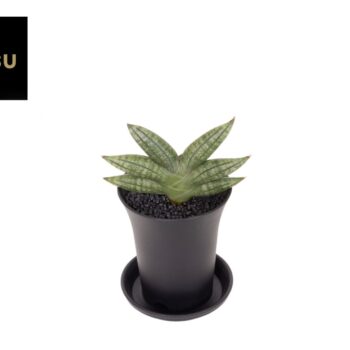Sansevieria Inti No. 1 in sierpot