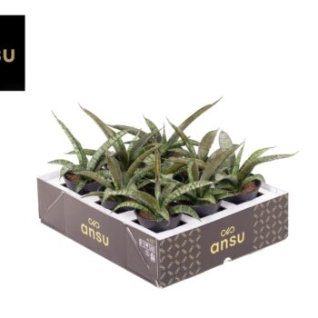 Sansevieria Comet Rocky Mountain in sierpot