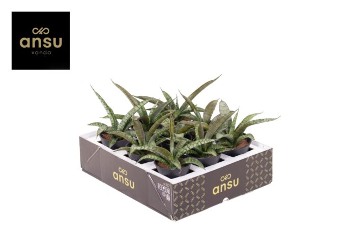 Sansevieria Comet Rocky Mountain in sierpot