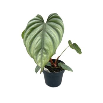 Philodendron 'Colombia'