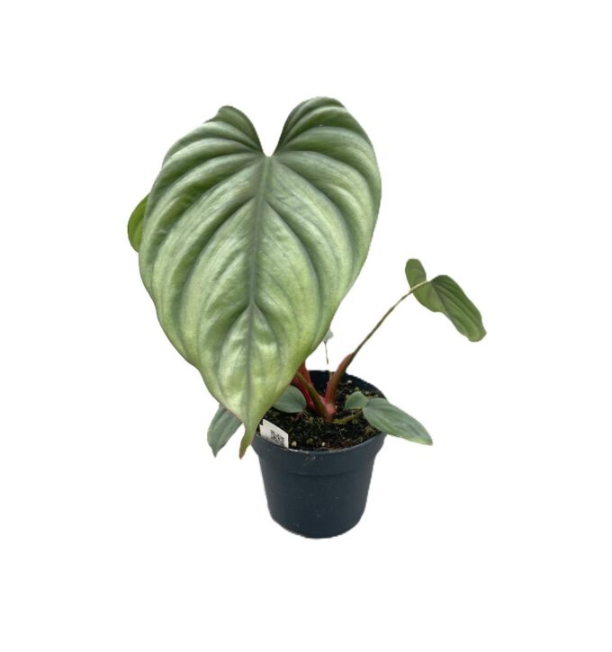 Philodendron 'Colombia'
