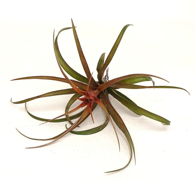Tillandsia 'Capitata Hermosa' met bloem