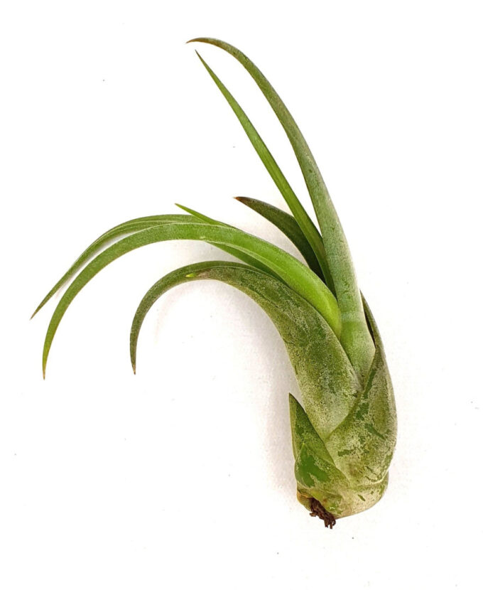 Tillandsia 'Circinata'