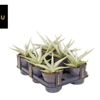 Sansevieria Comet Pastel Grey No. 1