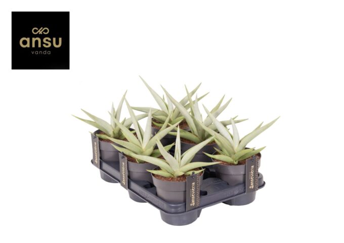 Sansevieria Comet Pastel Grey No. 1