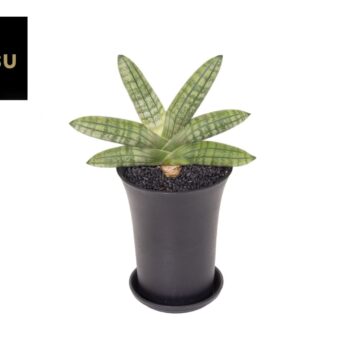 Sansevieria Inti Mini No. 5 XL in sierpot