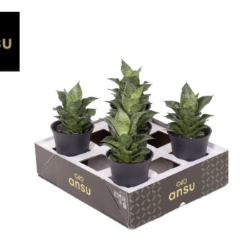 Sansevieria Star Mini Marbel No.1 XL in sierpot