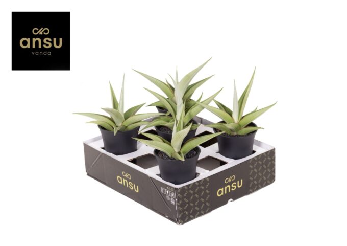 Sansevieria Comet Pastel Grey No. 2 XL in sierpot