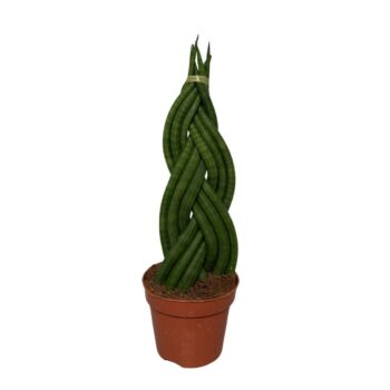 Sansevieria Cylindrica Braid