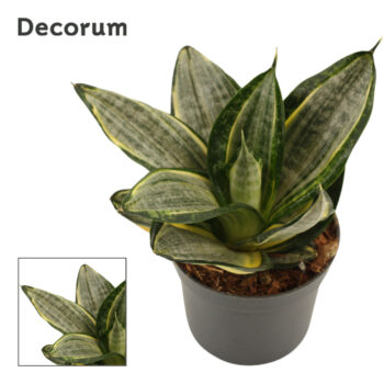 Sansevieria hahnii 9 cm Silver Zebra (Decorum)