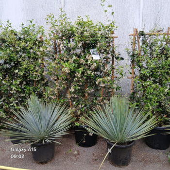 Trachelospermum