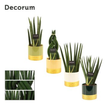 Sansevieria cylindrica 12 cm mix in Frederique (Top blend-collec