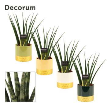 Sansevieria fernwood 12 cm in Frederique (Top blend-collection)