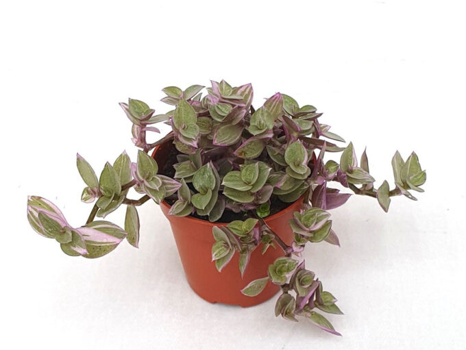 Tradescantia zeb. 'Pink Panther'