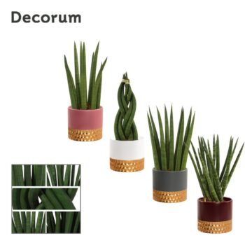 Sansevieria Cylindrica 9 cm mix in Frederique (Rich love-collect