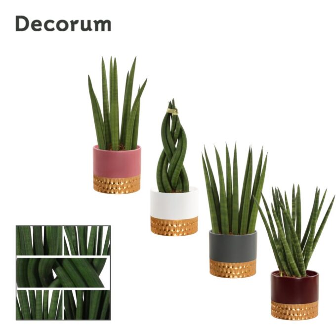 Sansevieria Cylindrica 9 cm mix in Frederique (Rich love-collect