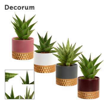 Sansevieria Crown mix 9 cm in Frederique (Rich love-collection)