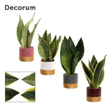 Sansevieria super mix 9 cm in Frederique (Rich love-collection)