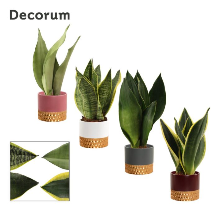 Sansevieria super mix 9 cm in Frederique (Rich love-collection)