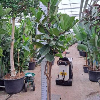 Ficus Lyrata dikke stam