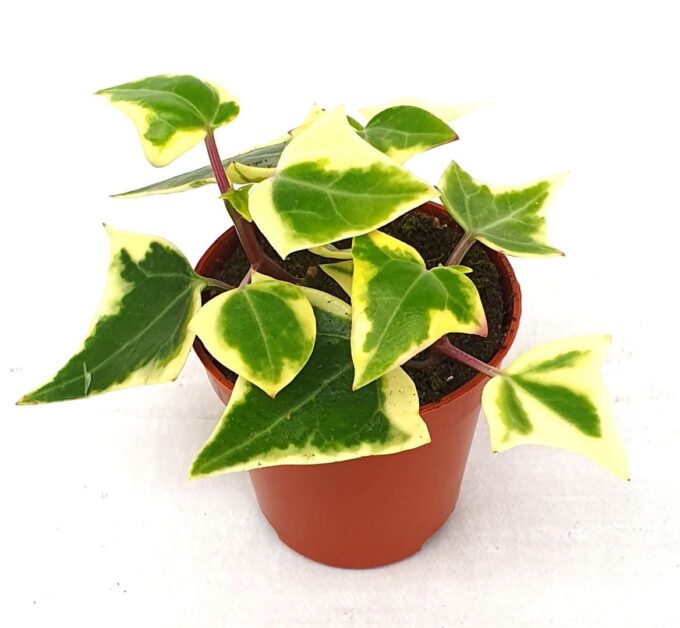 Senecio macroglossus Variegata