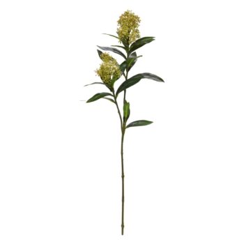 Skimmia Kunst tak  Oranje
