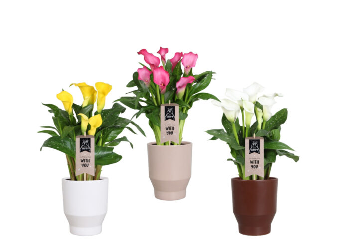 Zantedeschia gemengd Calla mix in Lugano keramiek