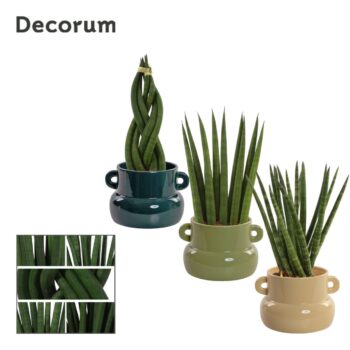 Sansevieria Cylindrica 9 cm mix in Lucy (Top blend-collection)