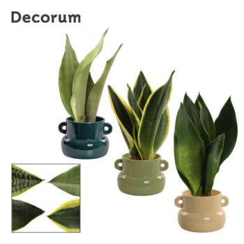Sansevieria Super mix 9 cm in Lucy (Top blend-collection)