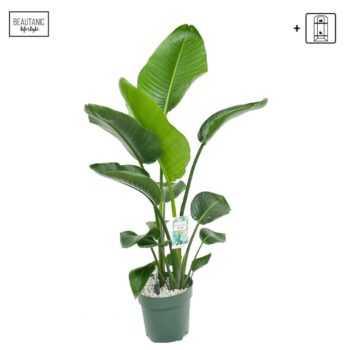 Strelitzia Nicolai