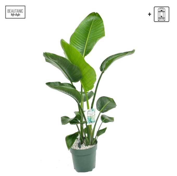 Strelitzia Nicolai