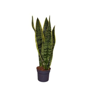 Sansevieria Laurentii