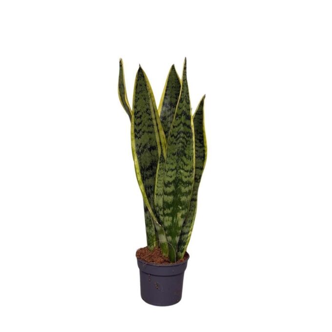 Sansevieria Laurentii