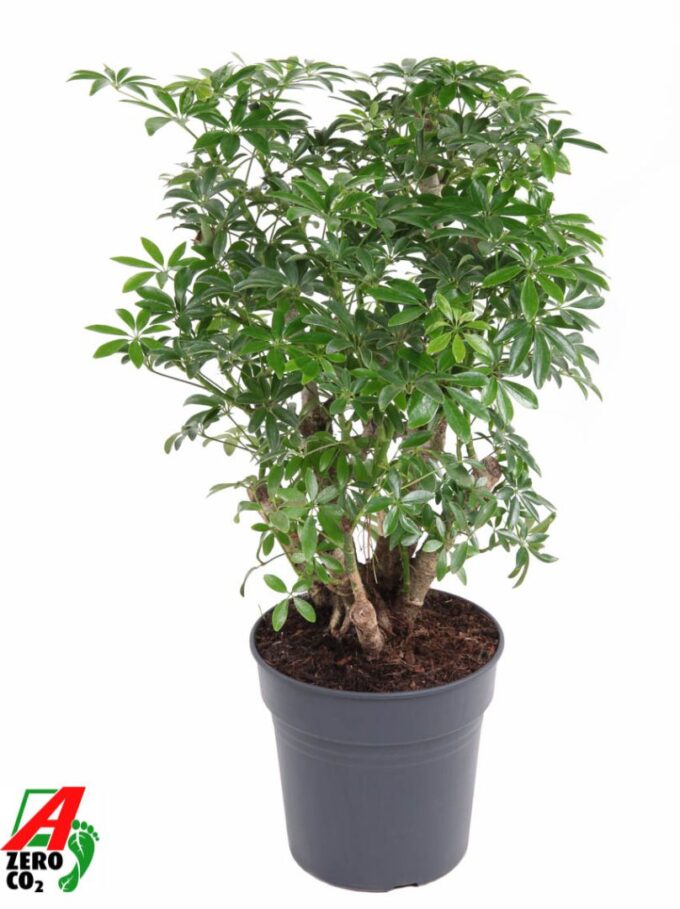 Schefflera Luseana P24